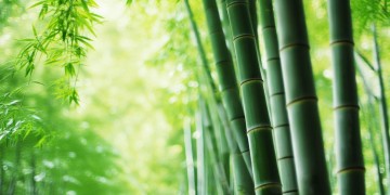 大竹林需要物业管理吗？