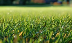 新力物业双季草皮究竟叫什么？