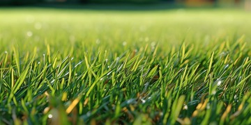 新力物业双季草皮究竟叫什么？