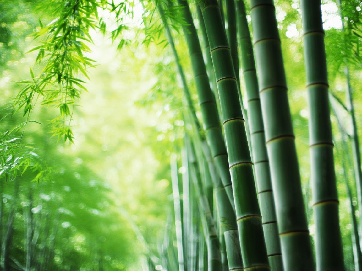 大竹林需要物业管理吗? 大竹林需要物业管理吗?